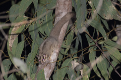 Petaurus breviceps ariel