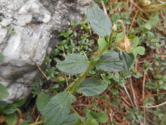 Helianthemum