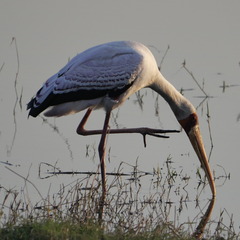 Mycteria ibis