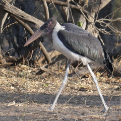 Leptoptilos crumenifer