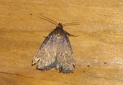 Idia diminuendis