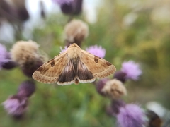Heliothis peltigera