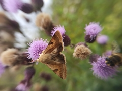 Heliothis peltigera