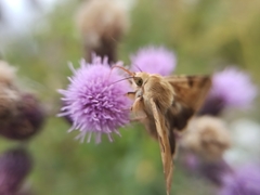 Heliothis peltigera