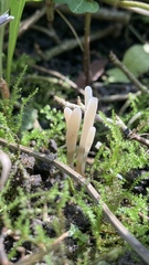 Clavaria