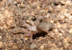Gnaphosidae
