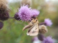 Heliothis peltigera