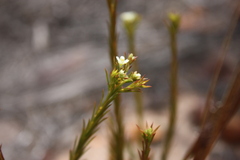 Diosma hirsuta