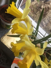 Narcissus pseudonarcissus pseudonarcissus