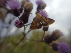 Heliothis peltigera