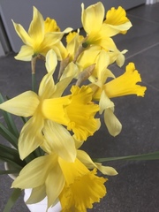 Narcissus pseudonarcissus pseudonarcissus