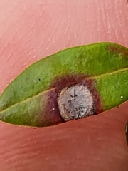 Exobasidium rostrupii