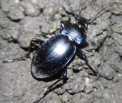 Carabus violaceus