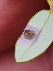 Exobasidium rostrupii