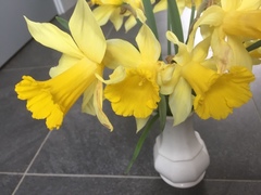 Narcissus pseudonarcissus pseudonarcissus
