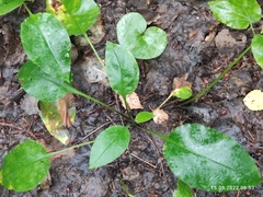 Pulmonaria
