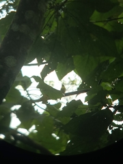 Ficedula zanthopygia