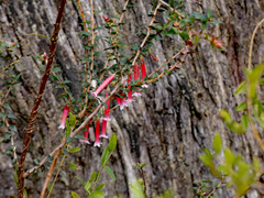 Epacris longiflora