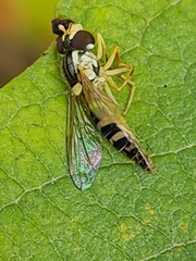 Sphaerophoria scripta