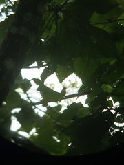 Ficedula zanthopygia