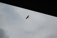 Milvus migrans parasitus