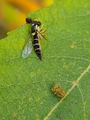 Sphaerophoria scripta