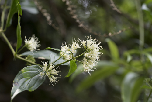 Image of Oldenlandia hedyotidea by (c) Licheng Shih, some rights reserved (CC BY)
