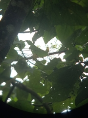 Ficedula zanthopygia