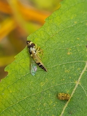 Sphaerophoria scripta