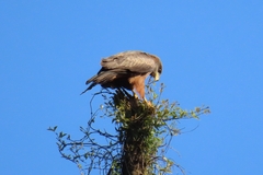 Milvus migrans parasitus