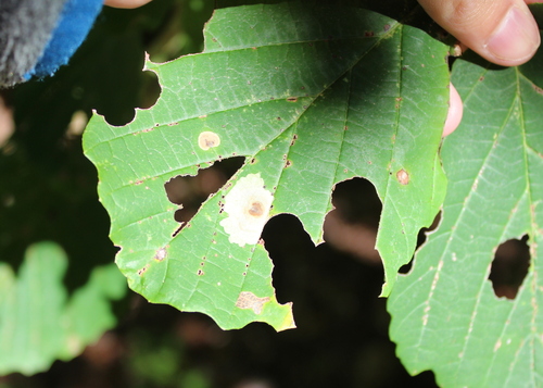 Witchhazel Leafminer photo 3