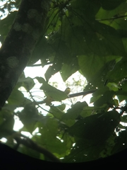 Ficedula zanthopygia