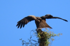 Milvus migrans parasitus