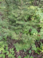 Abies sibirica