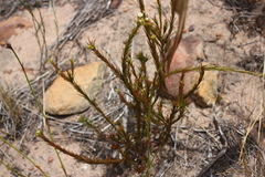 Diosma hirsuta