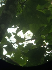 Ficedula zanthopygia