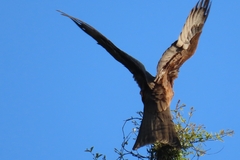 Milvus migrans parasitus