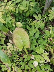Cicerbita macrophylla uralensis