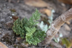 Cheilanthes multifida multifida