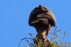 Milvus migrans parasitus