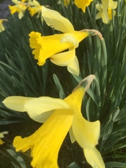 Narcissus pseudonarcissus pseudonarcissus