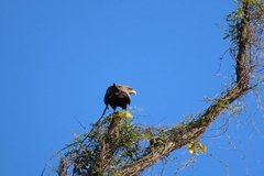 Milvus migrans parasitus