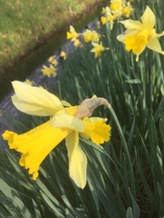 Narcissus pseudonarcissus pseudonarcissus