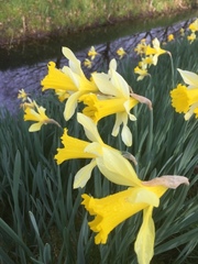 Narcissus pseudonarcissus pseudonarcissus