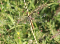 Orthemis ferruginea