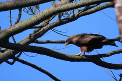 Milvus migrans parasitus