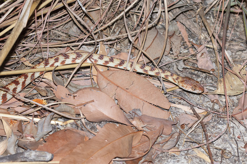 Brown Tree Snake sighting