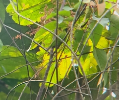 Chloropsis cyanopogon