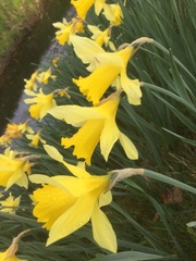 Narcissus pseudonarcissus pseudonarcissus