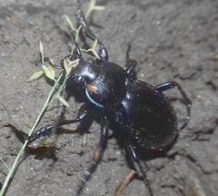 Carabus violaceus